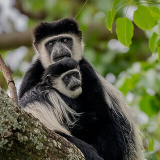 Lake Naivasha - Black-and-white colobus with baby